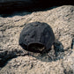 SOFT BRIM 6 PANEL CAP w/ CHIN STRAP (OFFLINE)